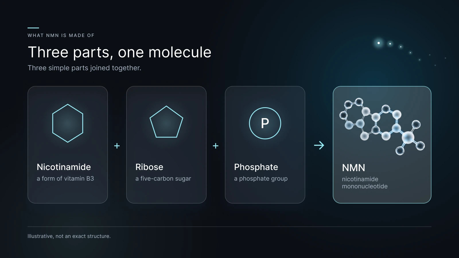 Diagram: NMN is built from nicotinamide (a form of vitamin B3), ribose sugar and a phosphate group.