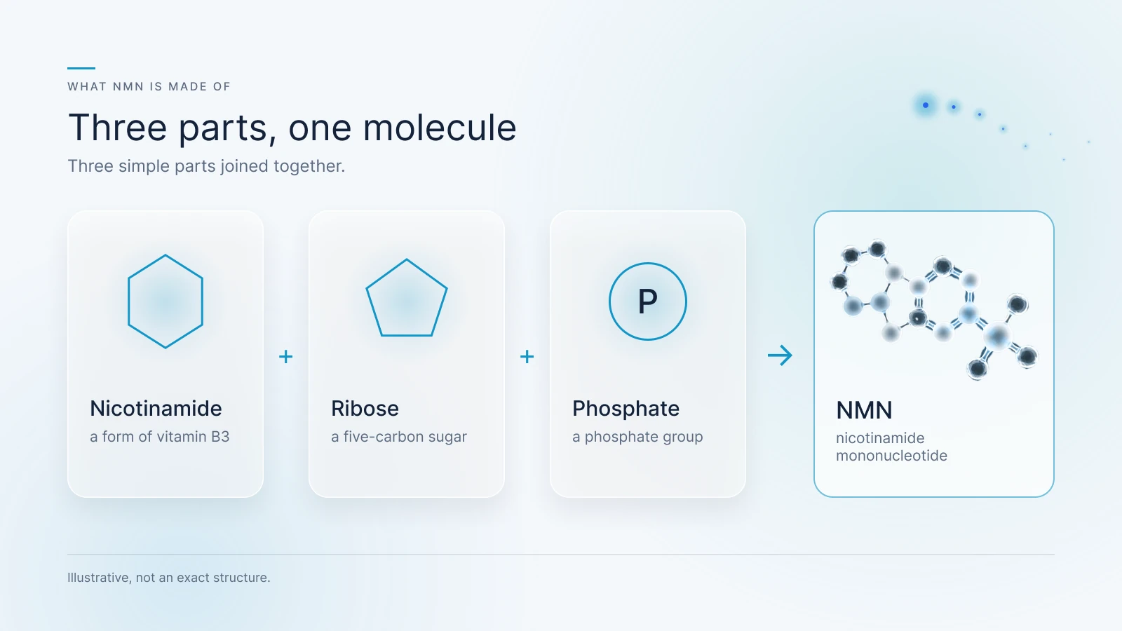 Diagram: NMN is built from nicotinamide (a form of vitamin B3), ribose sugar and a phosphate group.