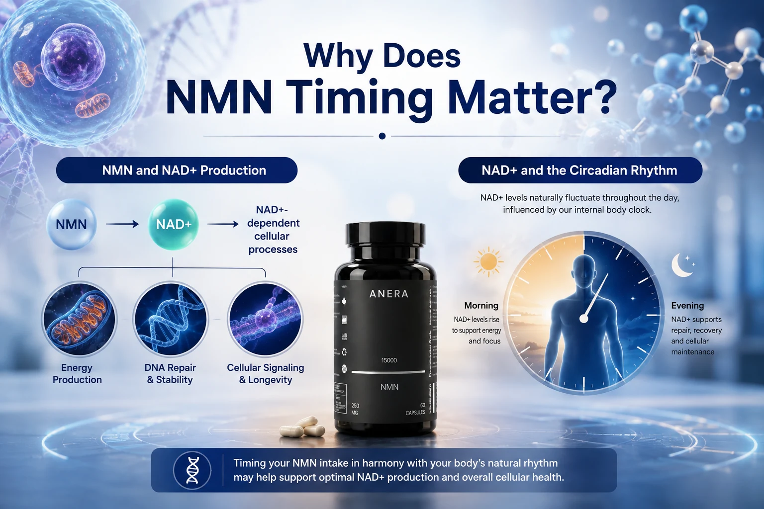 Why Does NMN Timing Matter