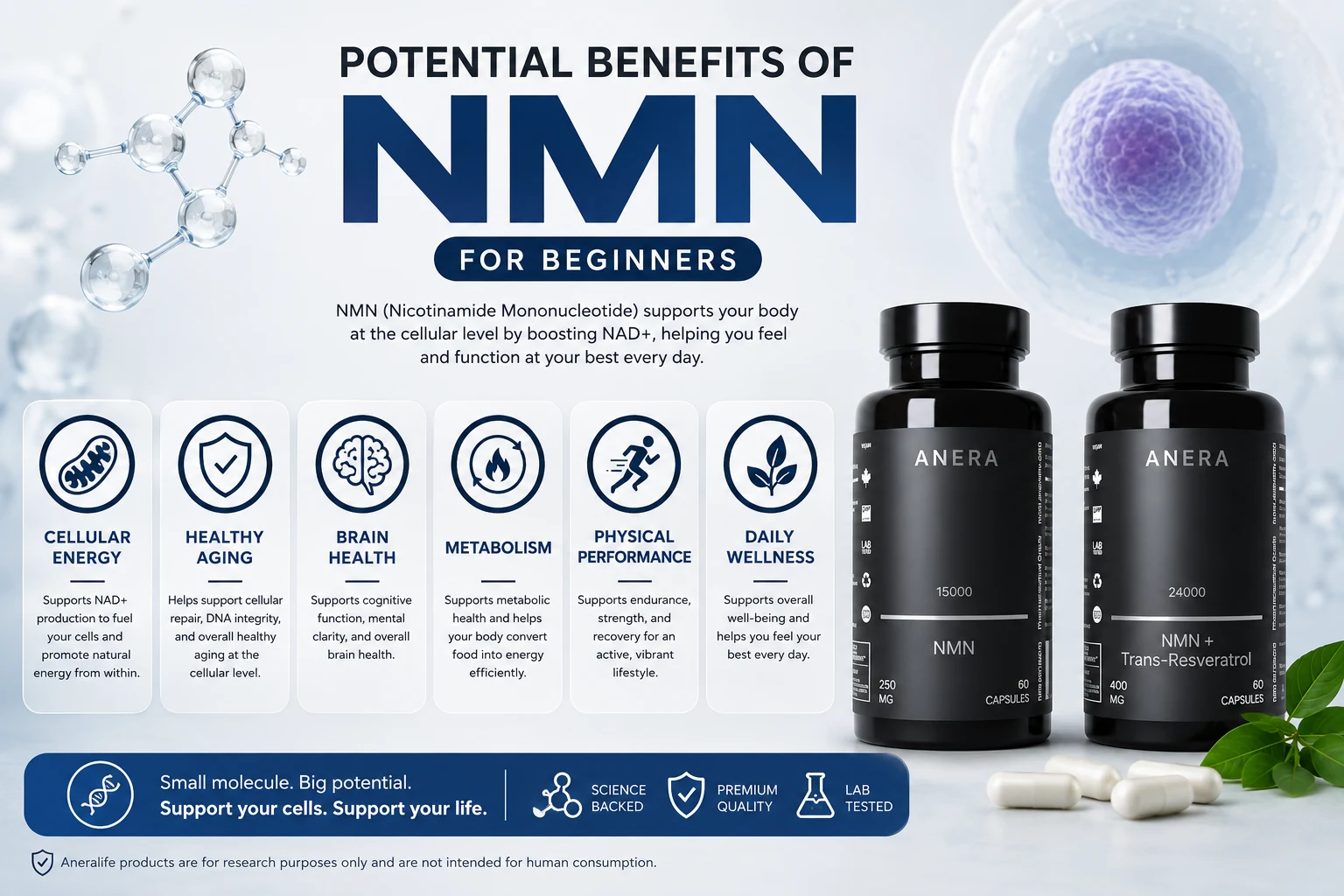 Potential Benefits of NMN for Beginners
