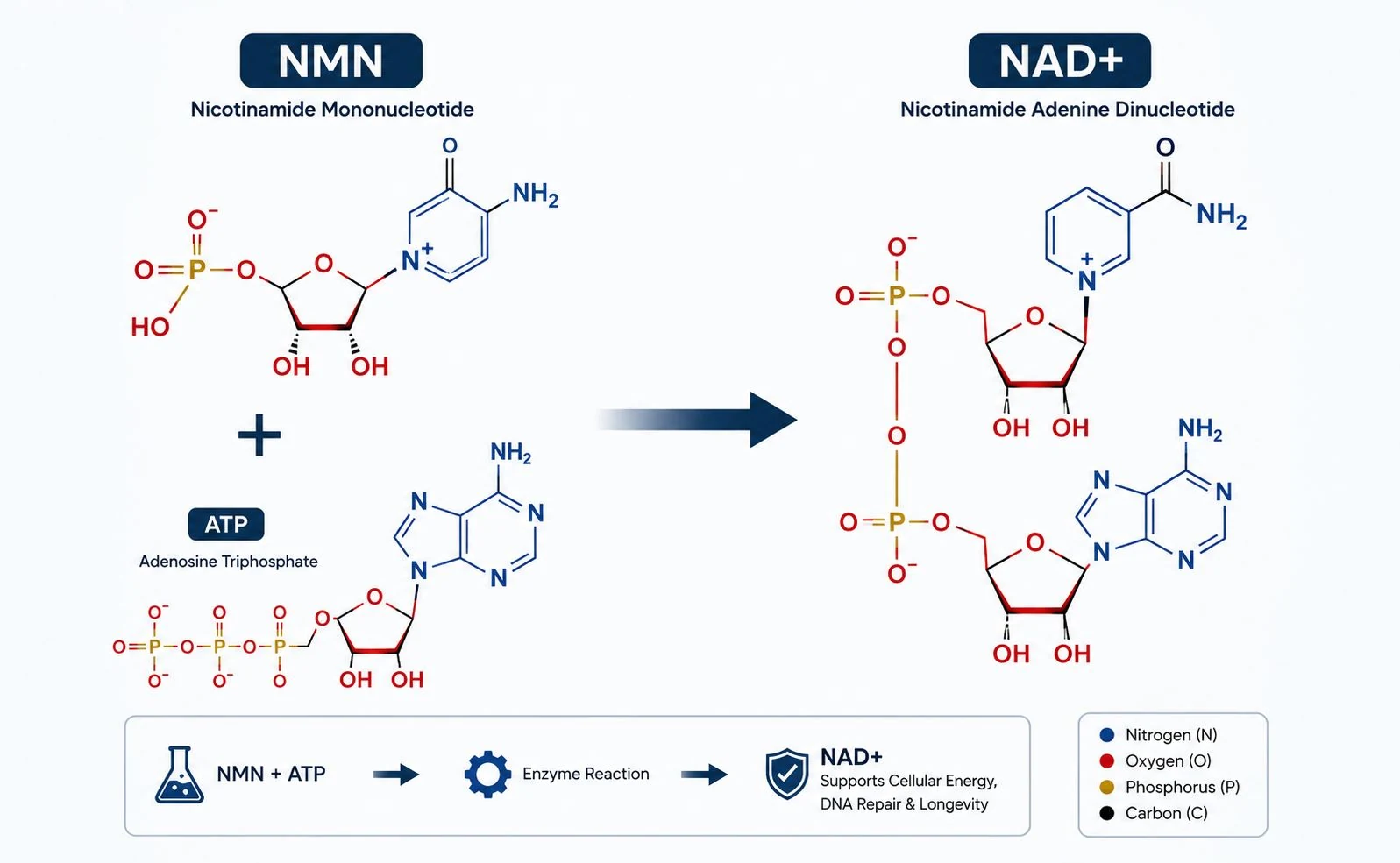 NMN vs NAD