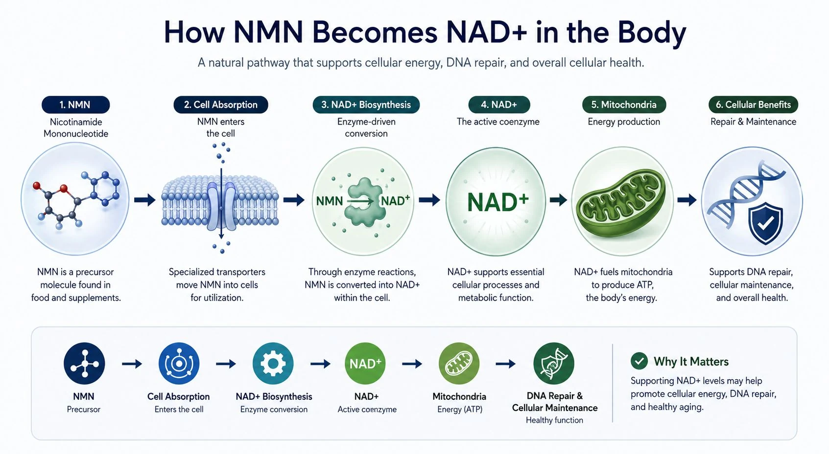 How NMN Becomes NAD+ in the Body