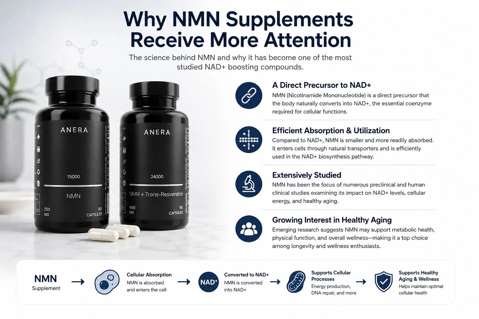 Why NMN Supplements Receive More Attention