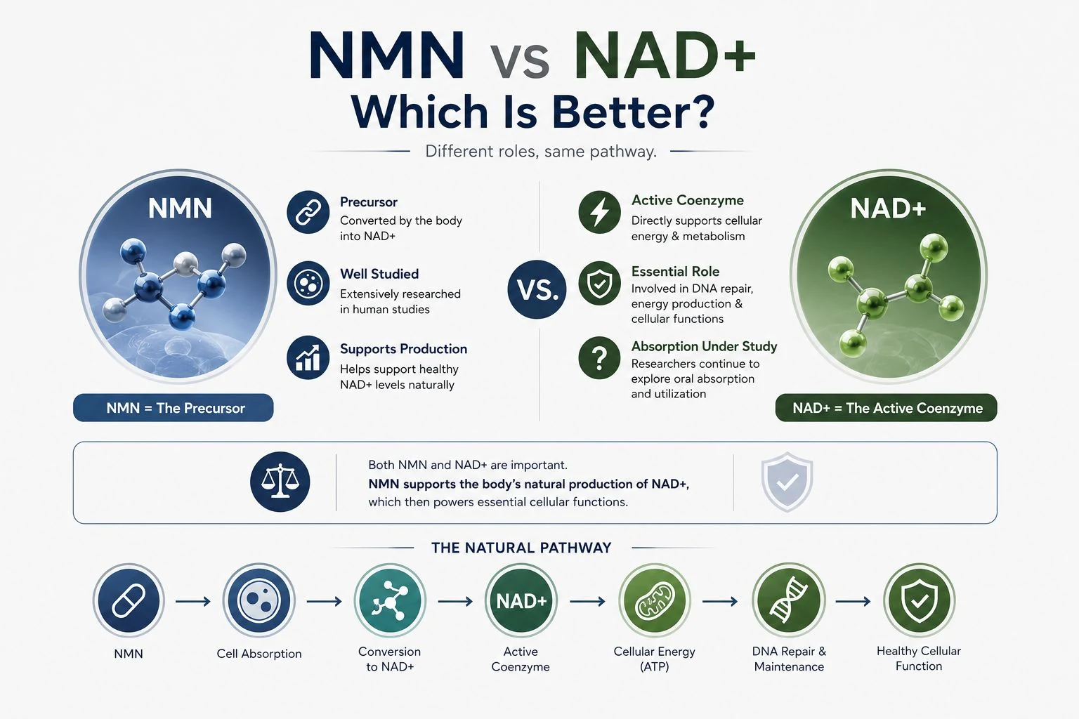 NMN vs NAD+: Which Is Better?