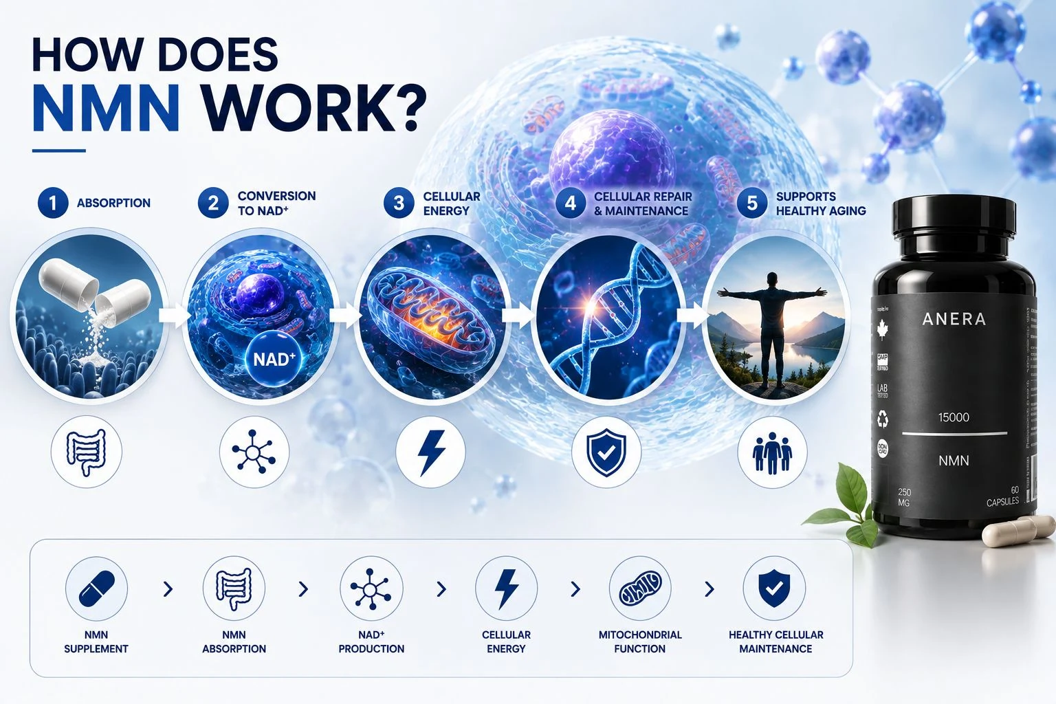 How Does NMN Work